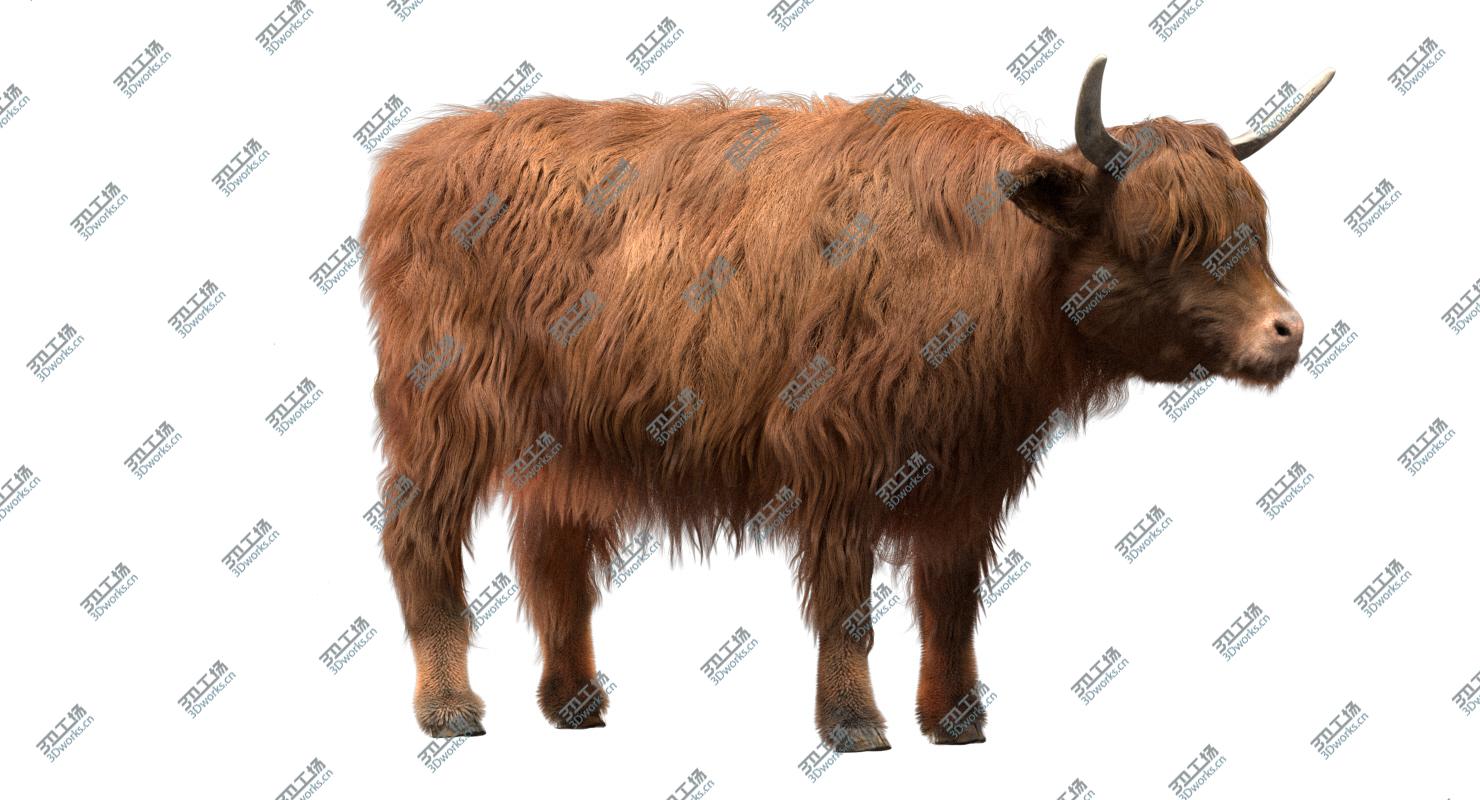 images/goods_img/2021040162/3D Highland Cow (Rigged) model/3.jpg
